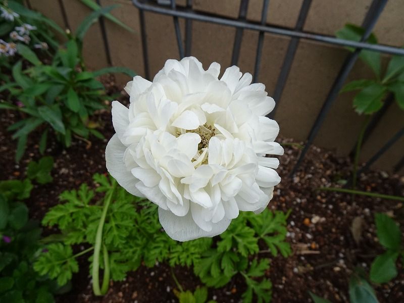 1１月30日 11月の花 その５ Gazengamaのブログ 散歩中に出合った花と趣味の陶芸作品 楽天ブログ