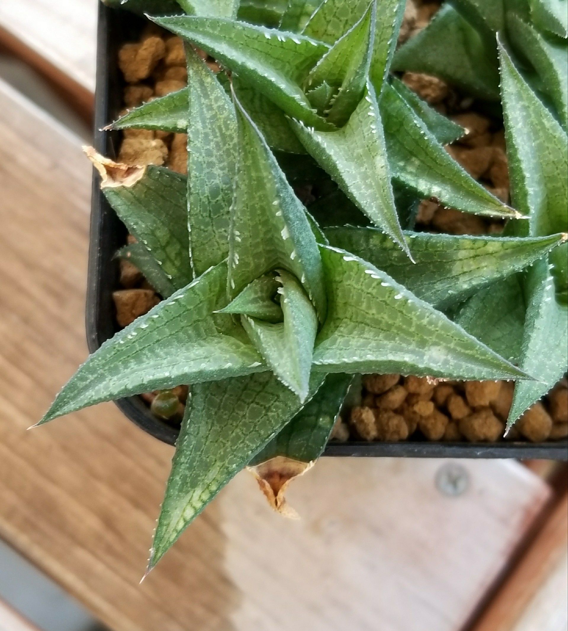 竜鱗&雷鱗 | デルオの多肉日記 - 楽天ブログ