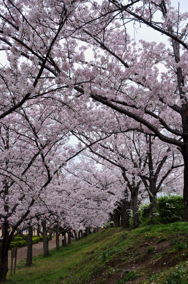 桜３