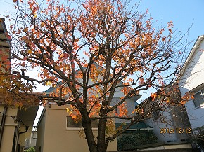 桜散る131212-899b.jpg