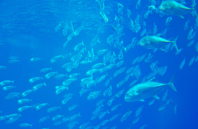 魚５