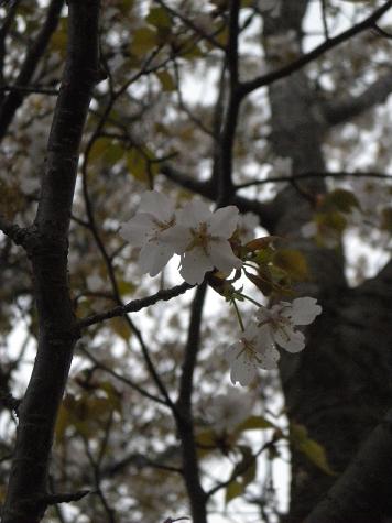 ４／２２早朝風景・一重の桜.JPG