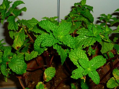 Planter Mint.jpg