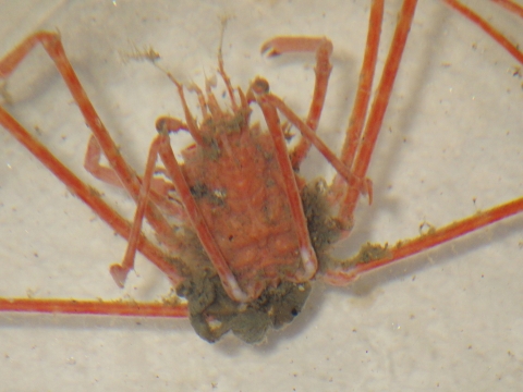 トゲミズヒキガニ（Latreillopsis bispinosa）2　熊野灘　水深200-300m