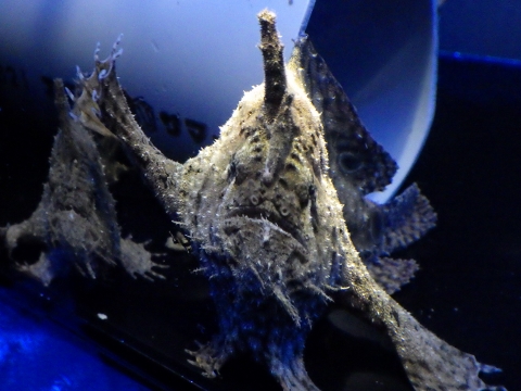 Brackish Water frogfish70　ブラキッシュウォーターフロッグフィッシュ（Antennarius biocellatus）