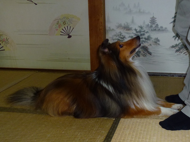 P1020158 - コピー.JPG