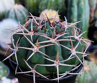 フェロシオールと我が家の実生雑種たち | ☆ガマンマの ニク・サボ栽培