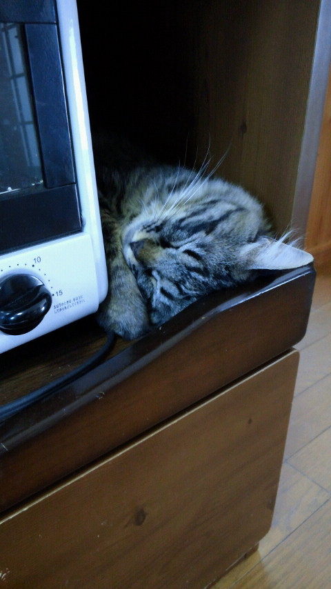 モコちゃん.jpg