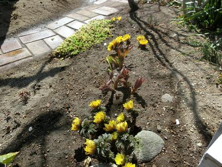 福寿草とクロッカス