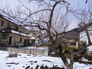 P1000099.JPG