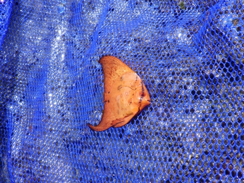 串本磯採集2017年7月下旬前半39　ナンヨウツバメウオ（Platax orbicularis）の幼魚