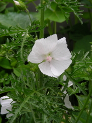 06-17マロウ (1).JPG