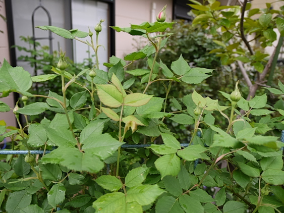 ラ・レーヌ・ヴィクトリア