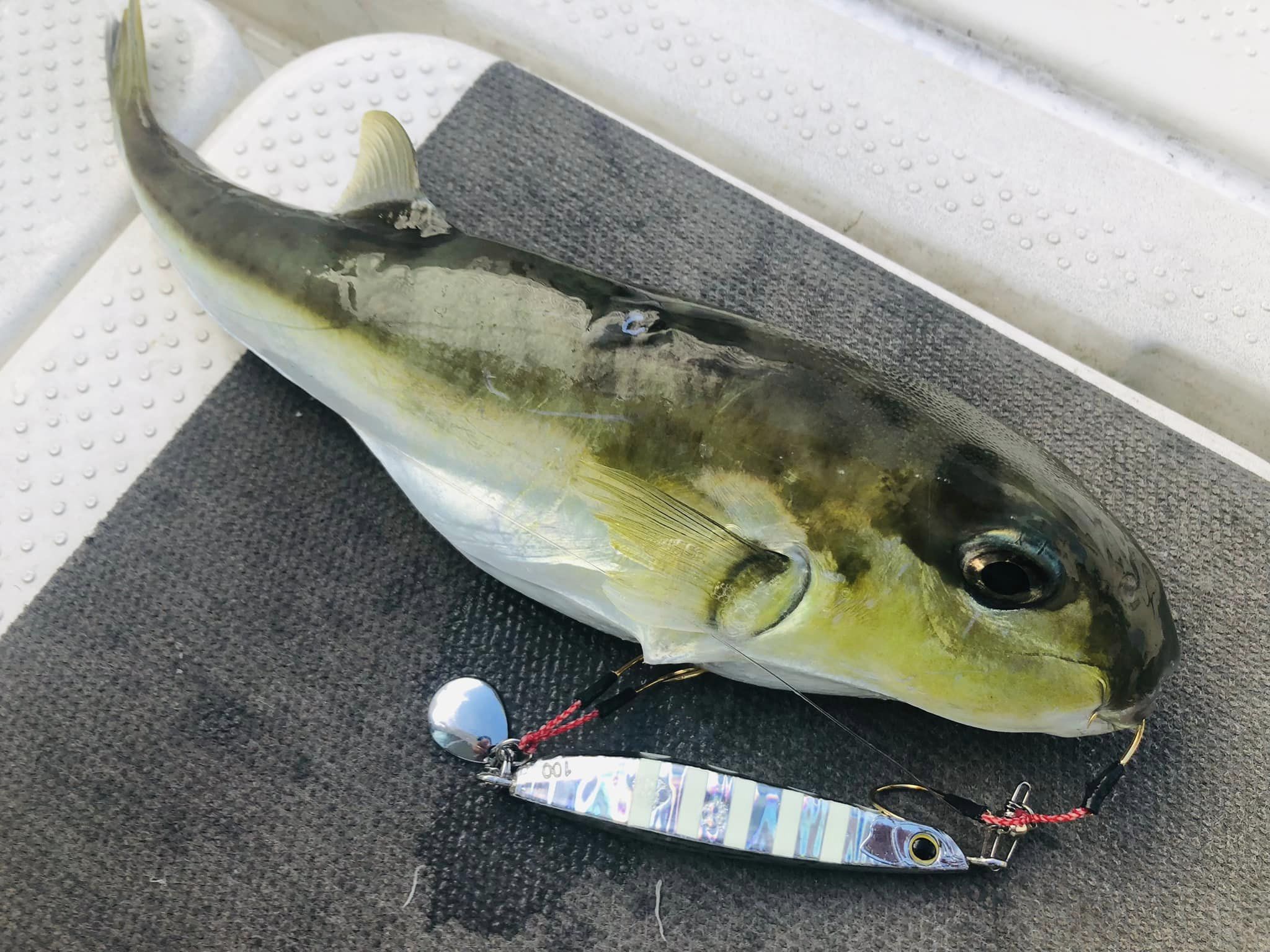 アオハタ53cm（日本記録に1cm届かず）ほか | 中澤さかな日記 - 楽天ブログ