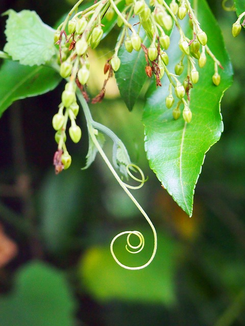 s-p2464.jpg