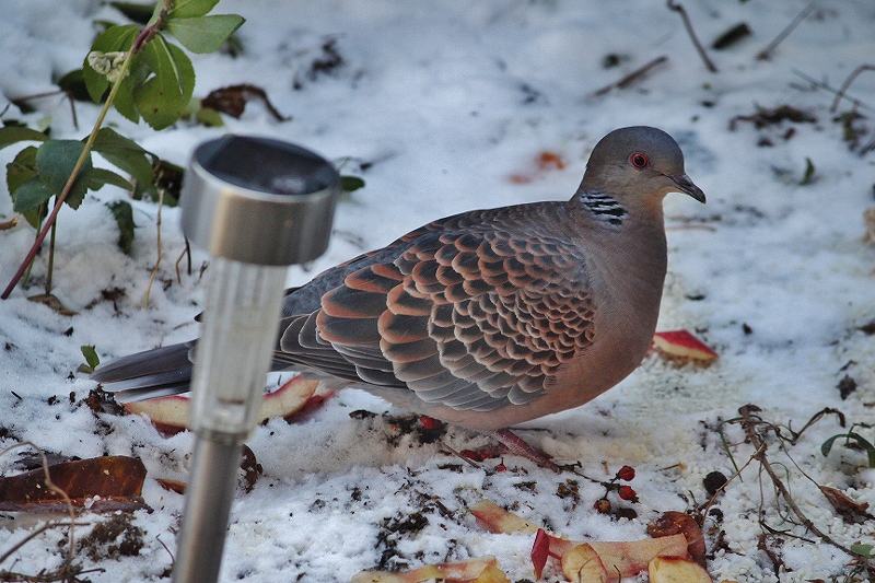 IMG_1492 (800x533).jpg