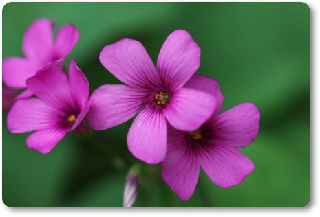 カタバミ 13.10.15