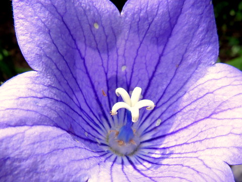 庭のプランタ－で初めて栽培した桔梗の花は3種類あることを確認できました。紫、白、斑入りです | 三田のいのしし 見て歩き日記 - 楽天ブログ
