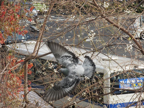 ナンキンハゼの実を食す鳩