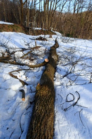 donndenn150118016