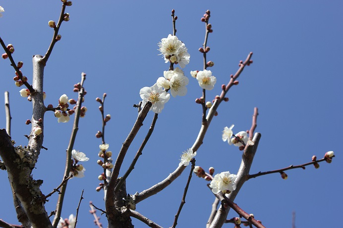 梅の花