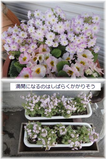 雲南サクラソウもデビューしました。