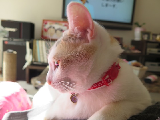 私の方が綺麗.JPG