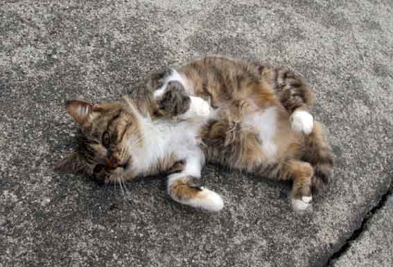 我が家のニャンコ♪2013/3/29-4