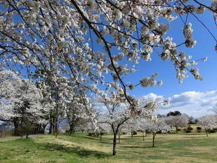 大室公園桜