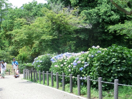 アジサイ４