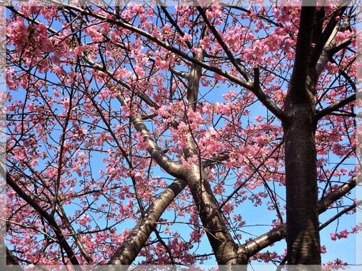 三浦海岸の河津桜