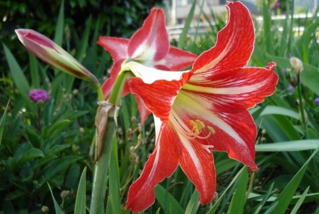 アマリリスの花 花と蕎麦とリハビリと 楽天ブログ