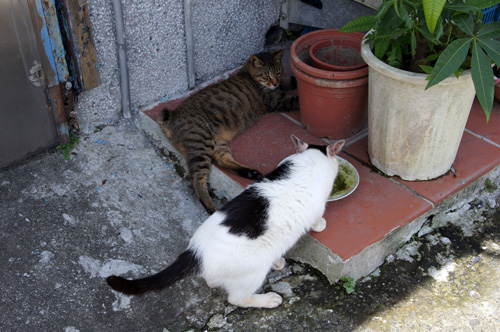 水飲み中