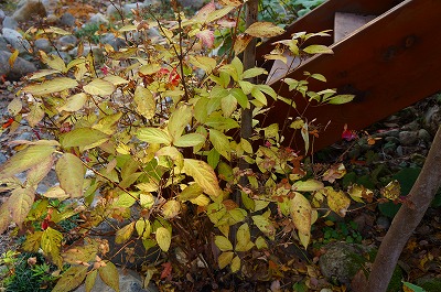 白馬の秋2013 016.jpg