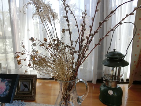 ネコヤナギドライ