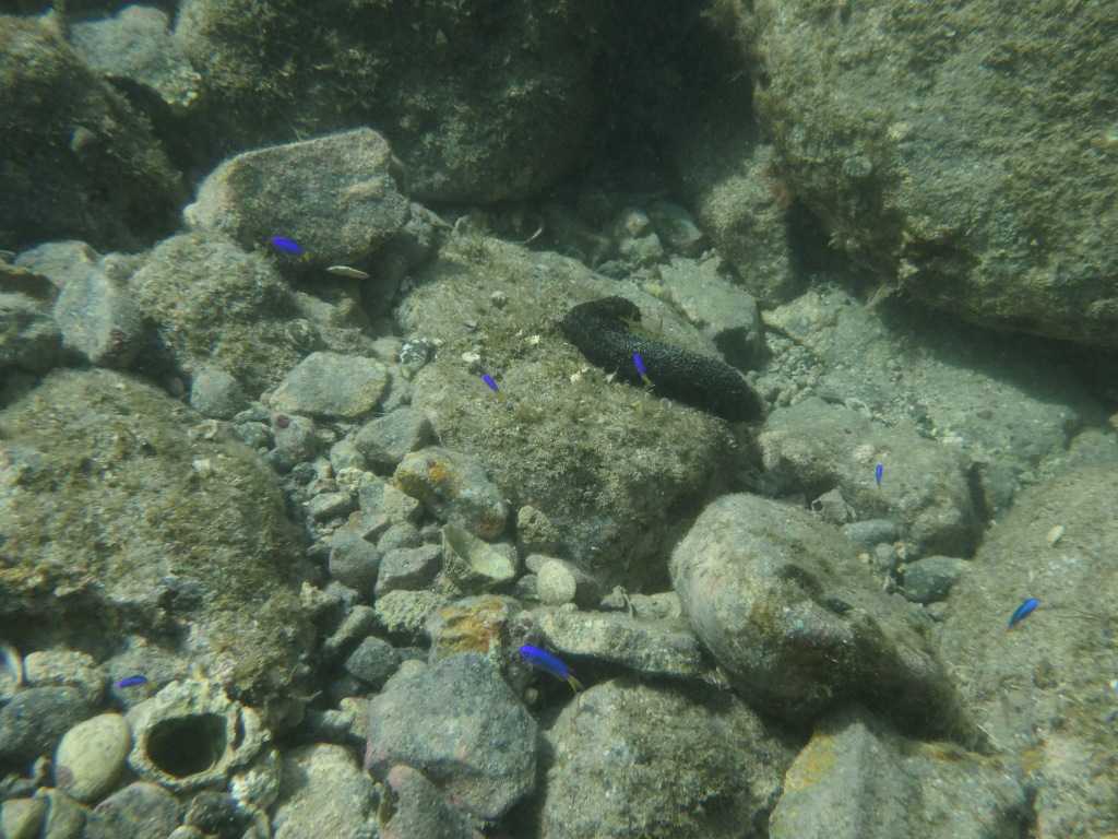 串本磯採集2023年8月上旬10　ソラスズメダイ（Pomacentrus coelestis）