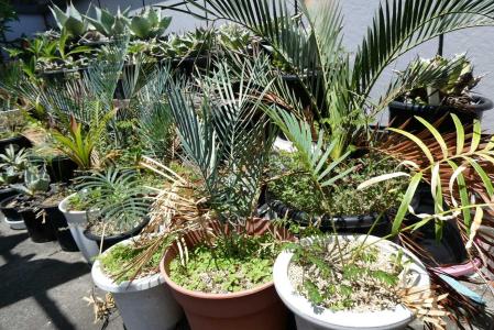 cycas cairnsiana（サイカス　カイルンシアナ）１株　実生 サイカス カイルンシアナ | GREEN LUCK