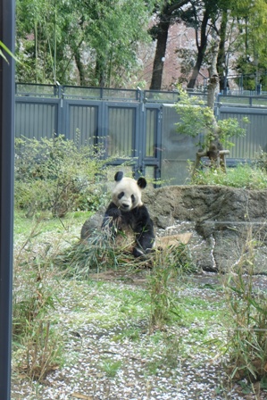 20150402-panda.jpg