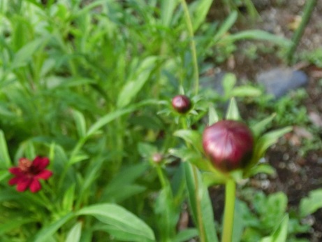 チョコレートコスモス