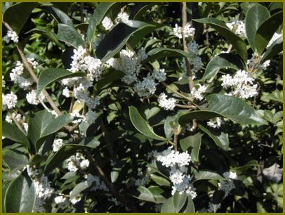 11月４日 柊の花の香りや白十字 花の歳時記 天南星の魅力 山野草 楽天ブログ