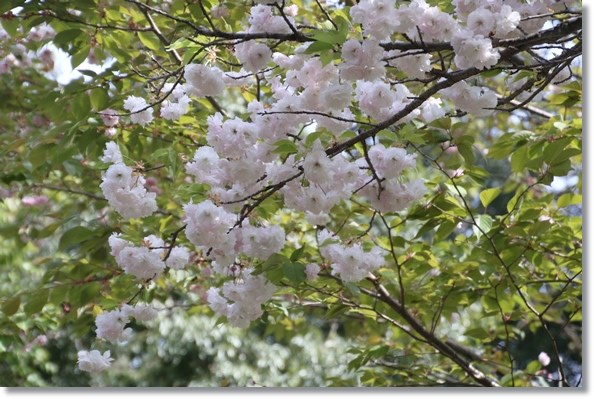 樹木公園-16 一葉-2 16.4.20