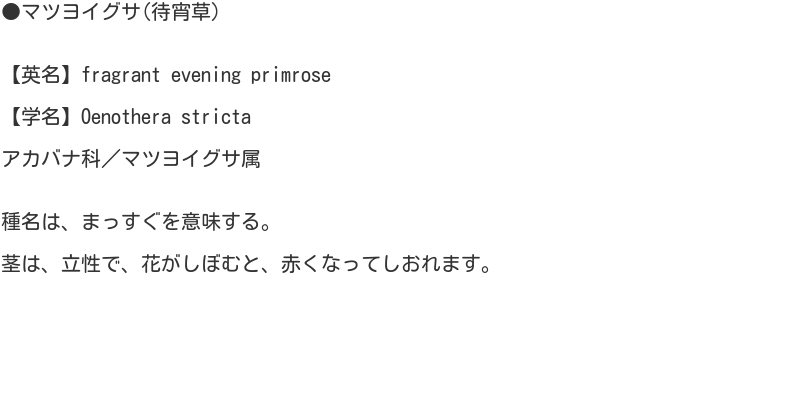 Oenothera stricta002