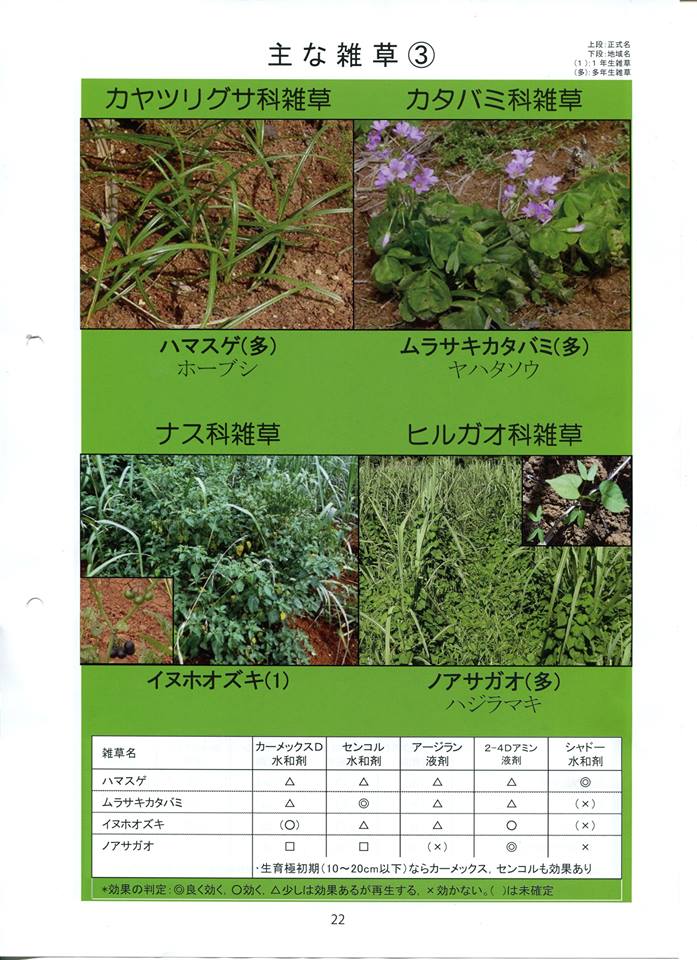 雑草3.jpg