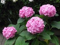 ７月１日の誕生花 アジサイ ピンク の花言葉 元気な女性 梅雨の曇り空に映えて咲くピンク色のアジサイ 紫陽花 の 強い愛情 弥生おばさんのガーデニングノート 花と緑の365日 楽天ブログ