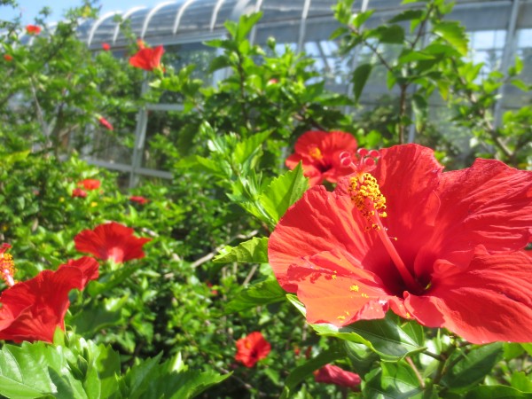 ハイビスカス