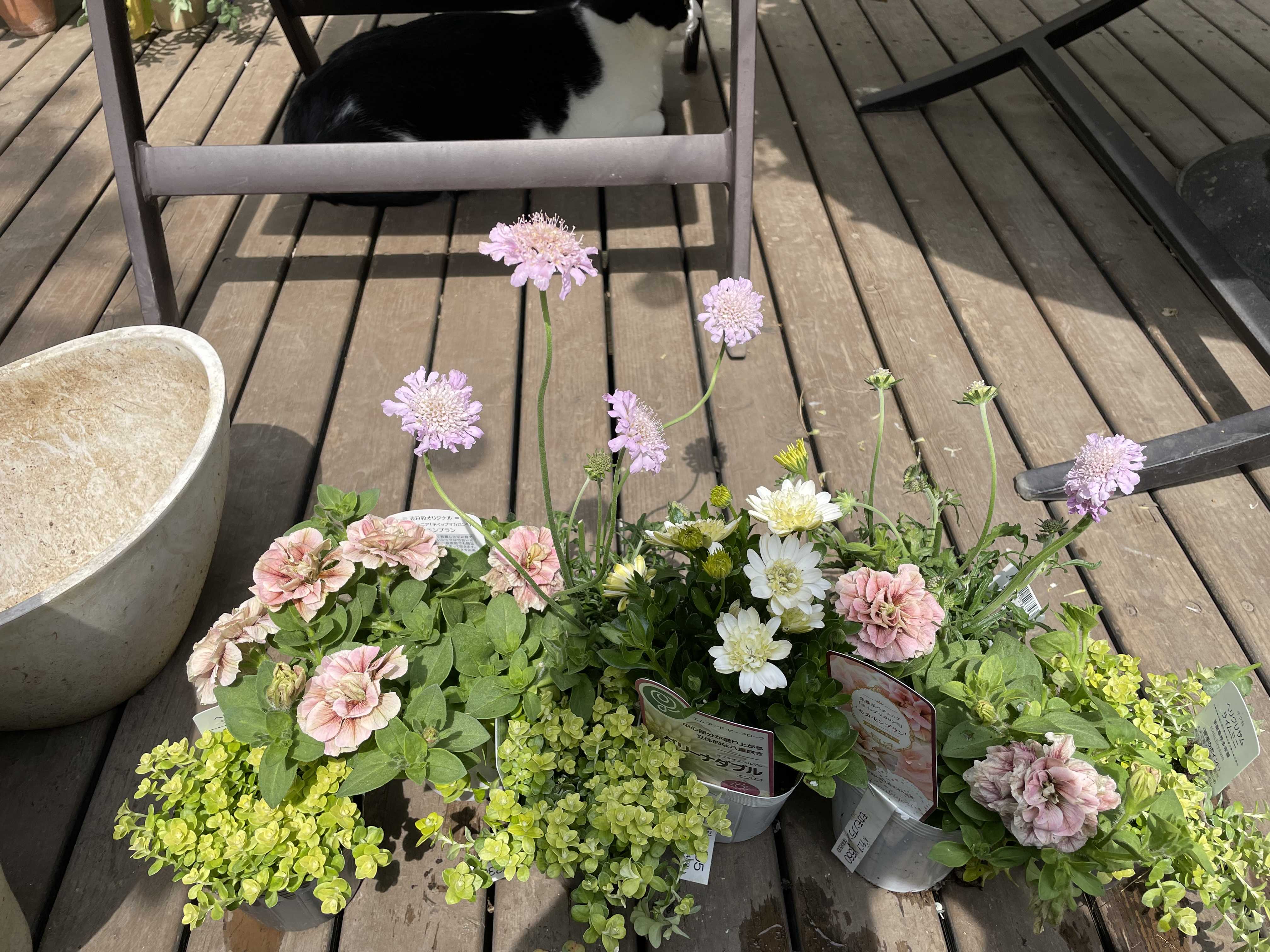 玄関ガーデン寄せ植え完成 | jupiterのシェードガーデン - 楽天ブログ
