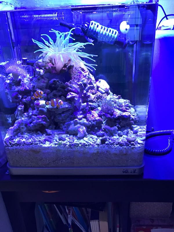 海水魚と水槽フルセット ニモ二匹と他