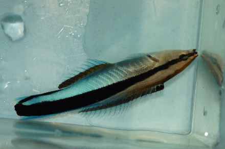 2015_0726ﾎﾝｿﾒﾜｹﾍﾞﾗ30cm0005.JPG