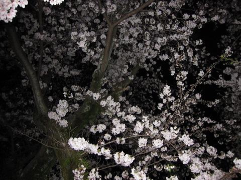 夜桜4