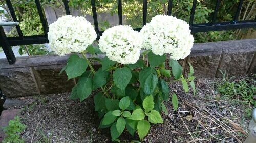 rblog-20170614183121-01.jpg